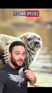 How the ice age shaped a seal species | DNA shows we were wrong #evolution #learning #seal #animals