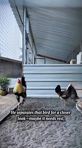 1.1K views · 55 reactions | Secrets to Raising Happy and Healthy Chickens: A Beginner's Guide #gamefowleducation #poultrycaretips #responsiblebreeding | Gamefowl Enthusiast | Facebook