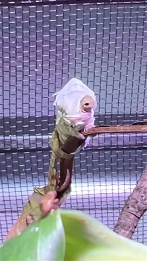 Our sweet baby girl panther chameleon is going through a shed! 🦎💚