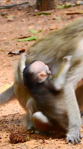 1.6K views · 35 reactions | Sad naughty baby monkey is very angry with his mom#cute #animals #babymonkey #nature #wildlife #monkey | Monkey Soo | Facebook
