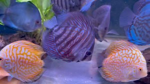 2.8K views · 62 reactions | Discus enjoying some Stendker discus food  #fishkeeping #tropicalfish #aquariums #kidsgrovetropicals #fishcare #discus #stendker | Kidsgrove Tropicals & Water Garden Centre | Facebook