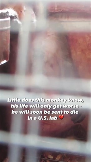 Cowering in the corner, bleeding in agony, & fear glowing in his eyes, wondering what comes next—this is why monkeys SHOULDN'T be shipped to labs! They deserve to be free, swinging from trees, & growing old with their families 😔 | PETA (People for the Ethical Treatment of Animals)