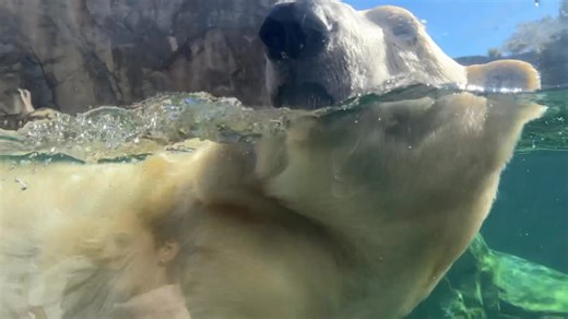 Chaperoning at Brookfield Zoo today, so here’s a polar bear swimming laps! HAPPY FRIDAY! | Dogs Run the Fox
