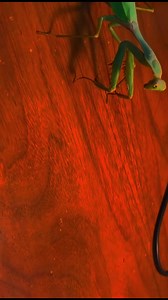 20K views · 185 reactions | #foryou #insects #mantis | Insects wars | Facebook