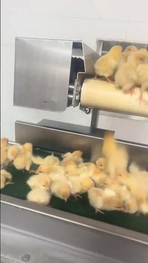 How Modern Farms Handle THOUSANDS of Chicks in Minutes! 👀