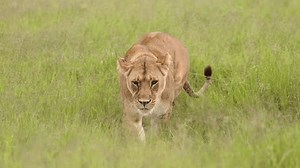 clip-3703033869-lion-walking-tanzania-savannah-grass-serengeti-national