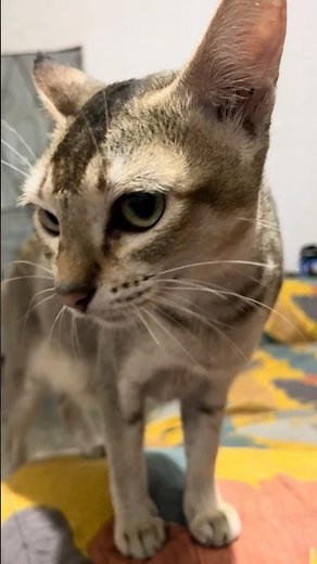 Mom cat calling her kittens! 🐈 🥺 #shorts #catmeowing #cat