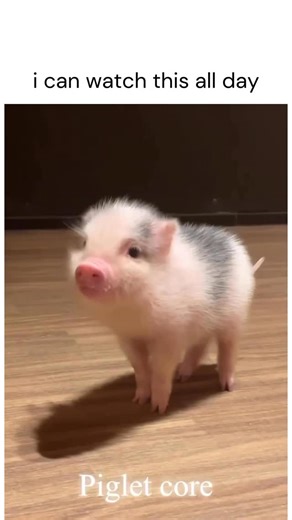 Pigs_lovers on Instagram: "Piglet fact: Piglets don’t just squeak randomly — they’ve got a whole sound system. A litter can use different squeals, grunts, and little “barks” to say stuff like: • “yo that milk spot is mine” • “i’m cold, come cuddle” • “danger!!” • “i’m vibing, leave me alone” And here’s the cute part: when piglets are really content (usually nursing or piled up asleep), they make this soft, rhythmic grunting that’s basically a pig version of purring. It’s like hearing a tiny engi