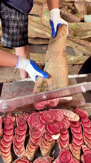 Why Does Cutting This Wild Forest Vine Leak Blood-Red Rings? 🧪