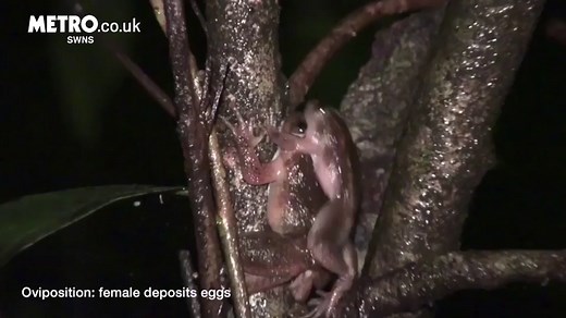 Frogs invent never-before-seen sex position