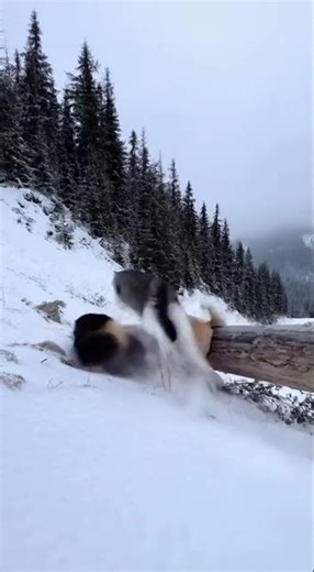 🐱 Brave Cat Rescues Animals – Caught on Camera!