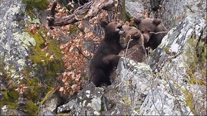 How humans and bears cohabit peacefully in Spain