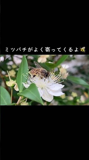 30秒植物紹介【銀梅花(ギンバイカ)】