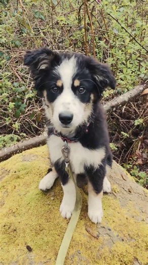 Puppy Border-Aussie rock jumping training