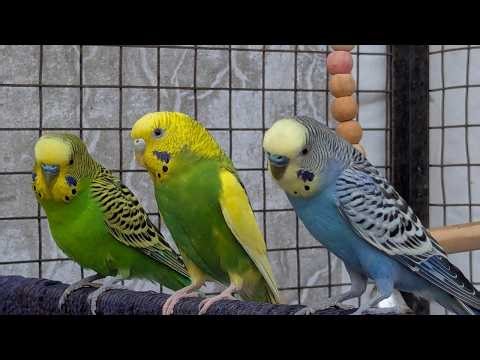 Happy Budgie Sounds 🐦 Bird Sounds for Budgies