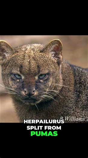 The Crazy Jaguarundi #bigcats #biology #facts #animals #ecology #worldbuilding