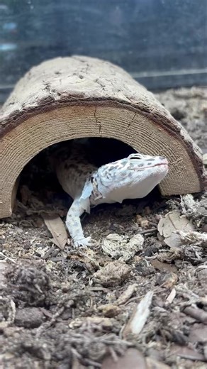 1.5K views · 27 reactions | Did you know reptiles don’t grow in their skin — they grow out of it? Shedding, or ecdysis, is a natural process that allows them to replace old skin and make room for new growth. Each shed is a visible sign of health and development! In this video our leopard gecko is using his hide to start removing his shed off his face! 年 #ReptileFacts #WildlifeScienceCenter | Wildlife Science Center | Facebook