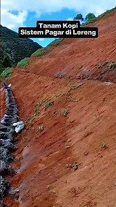 Planting Coffee on Steep Slopes Using the Hedge System for Maximum Yield!