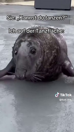 Mach die Robbe – Der perfekte Tanzmoment!
