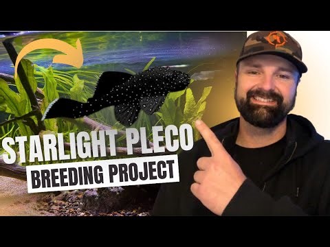 Starlight Pleco Breeding Project (Growing Them Out First)