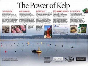 Kelp Aquaculture