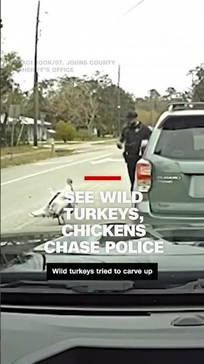 Thanksgiving revenge: Wild turkeys, chickens chase cop