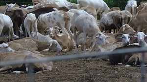 Decatur County farmer charged with animal cruelty; 300 sheep relocated