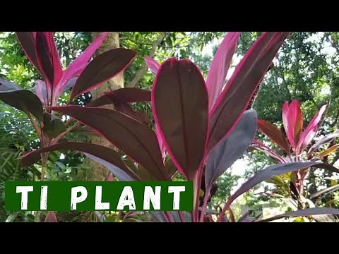 Ti Plant (Cordyline) || How to propagate || Plant Care & Tips