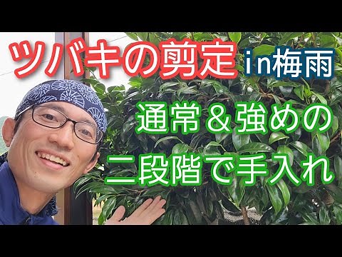 【ツバキ(椿)の剪定】梅雨時の手入れ方法を2段階で解説(2023年6月)🌳2️⃣