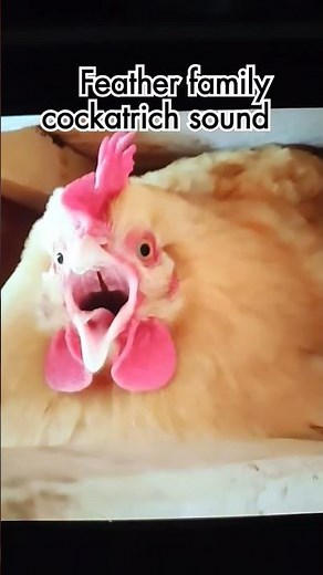 Sound origin of cockatrice feather family sound