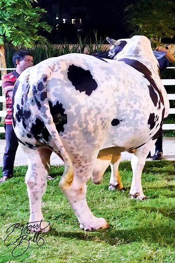 382K views · 5K reactions | Muscular speckled bull from Brownie's ranch | Biggest Bulls Photography | Facebook