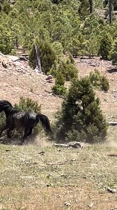 This stallion reminded me of Black Beauty. So of course I had to use the theme from the movie. | Marilyn Meadows Bernstein