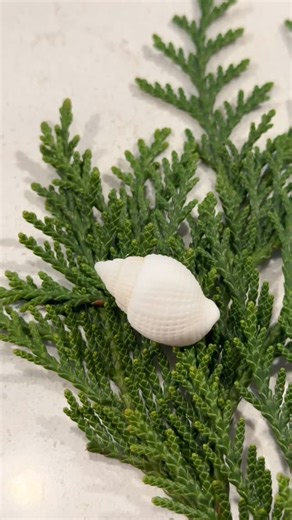 Meaghanblackman on Instagram: "If you love shells, the sea, or unique gifts—you’re in the right place 🐚 Rare shells, shelling gear, crystals, jewelry, ornaments, men’s fishing gifts… and yes—one awesome owner 😜 📍 US-41 & San Marco Rd Right before Collier-Seminole State Park Support small business 💙"