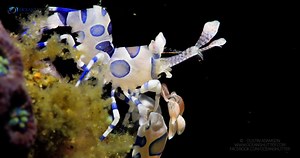 Please Share, Like and Comment! This tiny shrimp is called a Harlequin Shrimp. They only grow to a maximum of 2 inches in size. This one was less than half an inch. The Harlequin Shrimp primary food source is starfish. They can flip the starfish on their backs and then use their claws to eat the arms. They are often found in male and female pairs, although this one was found alone in Lembeh Indonesia. | OceanShutter