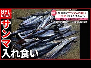 【釣り客は歓喜】沿岸に大量のサンマが押し寄せる 北海道オホーツク海沿岸