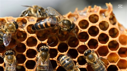 3.3K views · 34 reactions | L'importanza delle api spiegata dal Medico Veterinario Rosso Asl Biella #notiziedalbiellese #newspiemonte #biellanews #notiziebiella #biellanotizie #newsbiella #biella #api #apicoltura Ospedale di Biella-ASLBI | newsbiella.it | Facebook