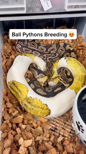 Ball Pythons Breeding Guide