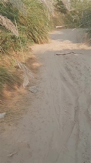 Mongoose Exploring Sandy Pathway in Lush Environment