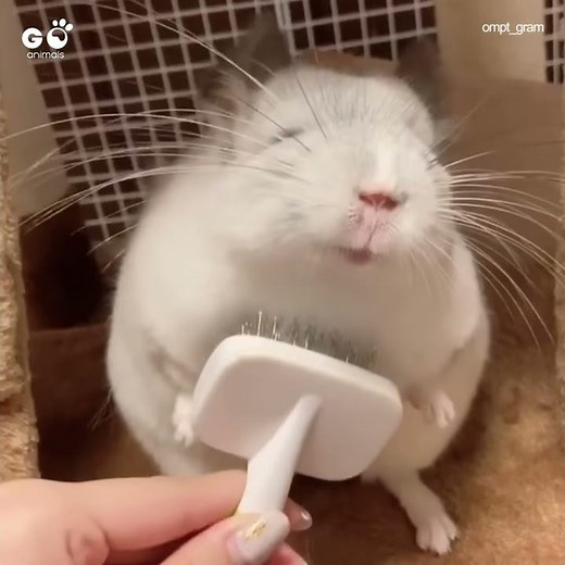 Chinchilla LOVES Being Groomed | Cute Chinchilla Video | Go Animals