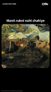 6.5K views · 62 reactions | 24/7 Masti time!​ ​ A Dog’s Way Home (2019) is the heartwarming story of Bella — a brave pup who travels 400 miles across the wild to find her way back home. ✨ A journey of love, loyalty, and the unbreakable bond between a dog and her human.​  Catch A Dog’s Way Home on AndFlix this May!​ (Dog love, pet movie, emotional film, animal story, family drama)​ #ADogsWayHome #DogLovers #EmotionalMovie #FamilyFilm #AndFlix | AndFlix | Facebook