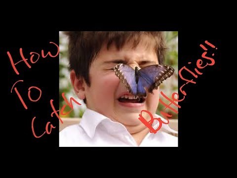 Graveyard Keeper: How To Catch Butterflies (Butt Flies?)