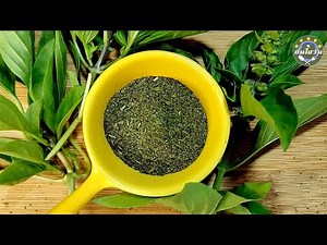 How To Make Homemade Oregano