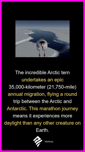 This Bird Flies Earth's Length Annually! | Arctic Tern