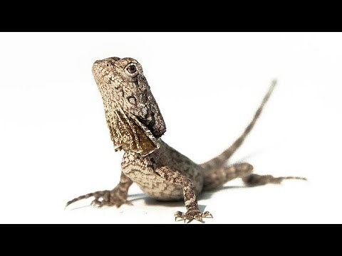 Frilled Dragon Lizard Feeding