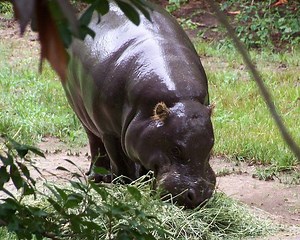 Jackson Zoo - Alchetron, The Free Social Encyclopedia