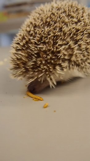 Owning an African Pygmy Hedgehog: Pros and Cons