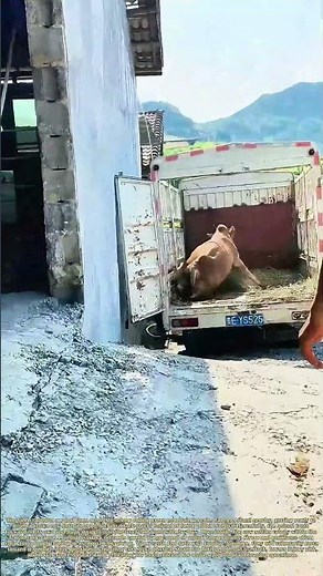 Leading Cattle Onboard: How Ranchers Handle Livestock Loading