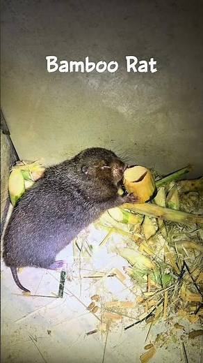 Bamboo Rat ASMR | Satisfying Bamboo Eating Sounds