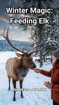 Winter Magic: Feeding Wild Elk at Omega Park