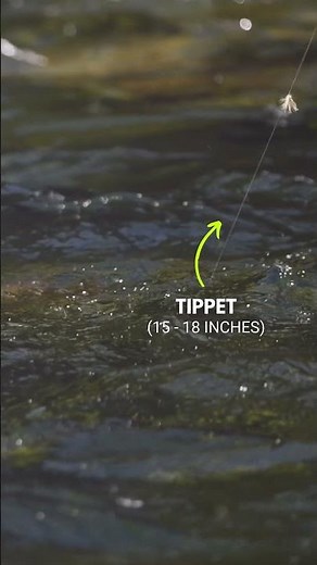 Which Dry Fly Should You Use? Fish Two.